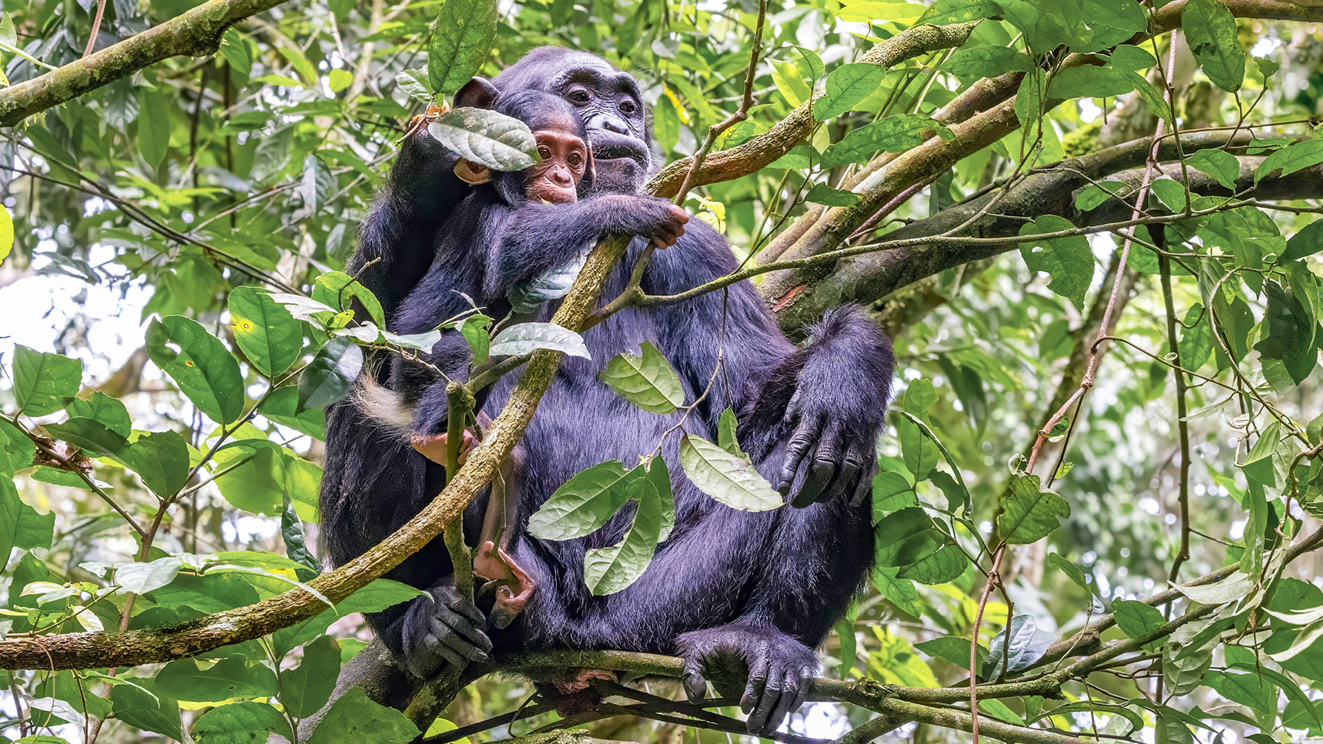 Chimpanzee