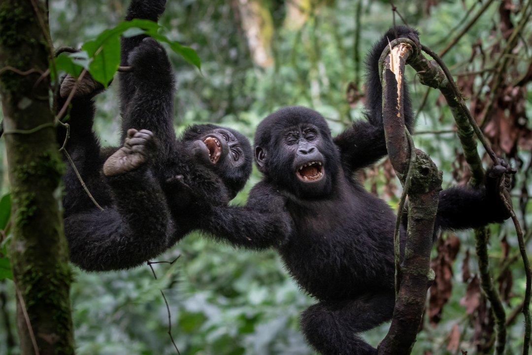 Gorilla trekking Uganda