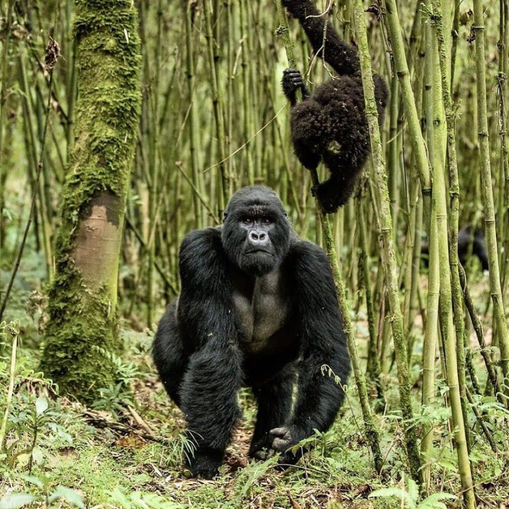 Ruhija gorilla trekking