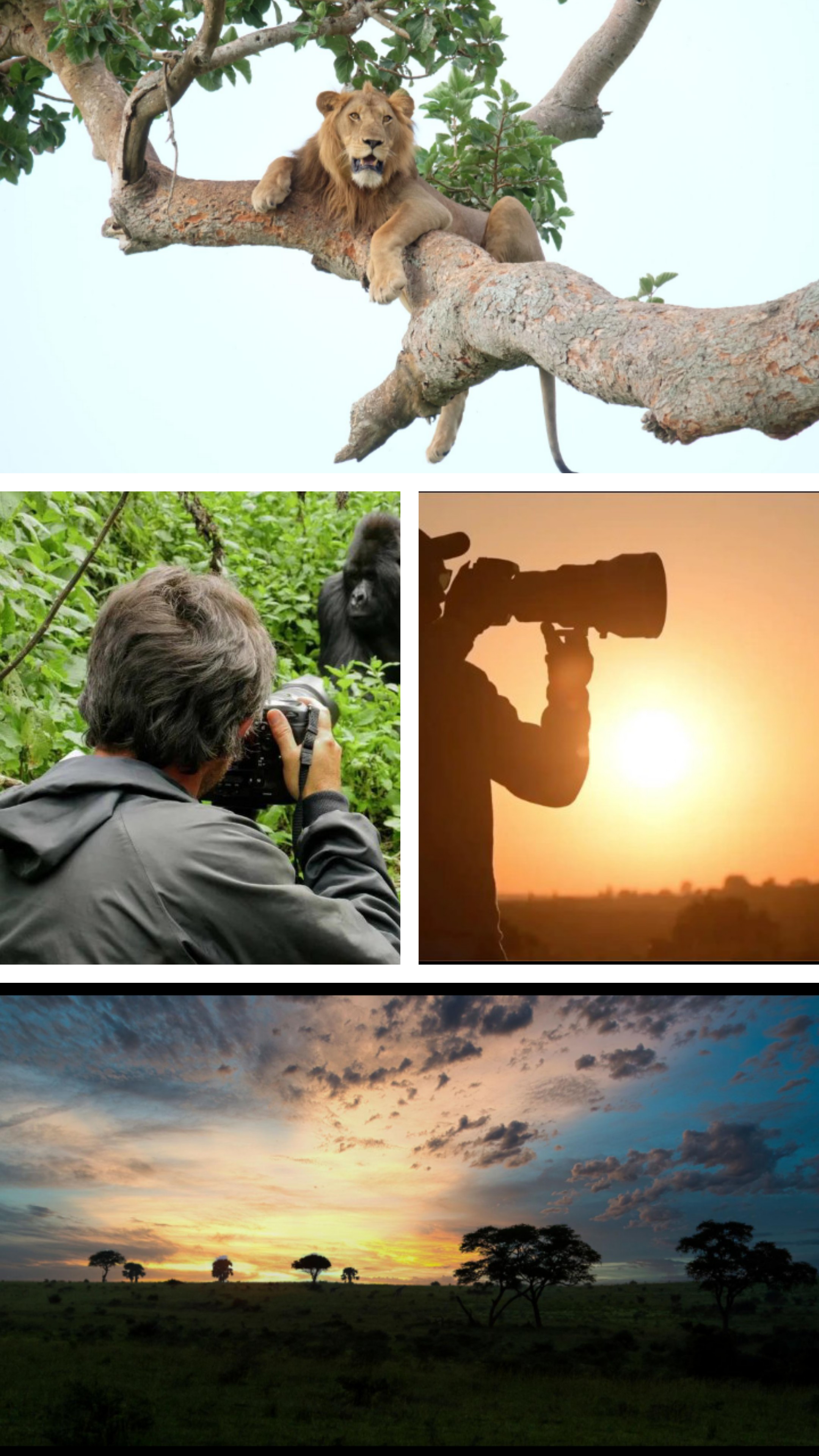 Photography Safari Adventures: Capturing Uganda’s Wild Beauty Through Your Lens